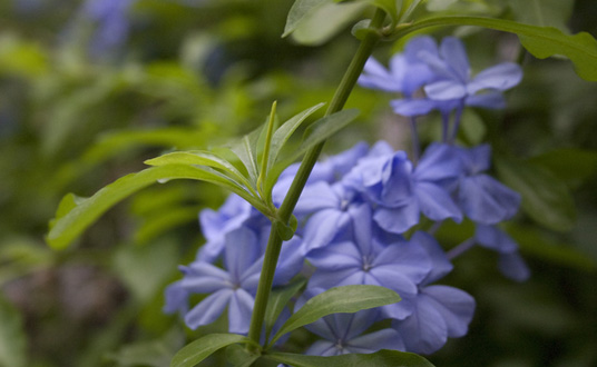 Floral Color Photography