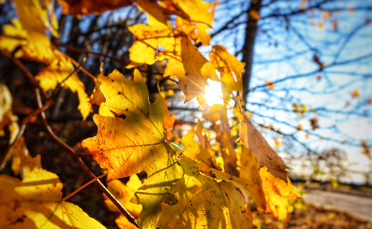 Color Photo of Leaves